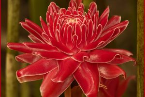 Impressions of a Farang