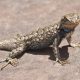 Leapin’ Lizards