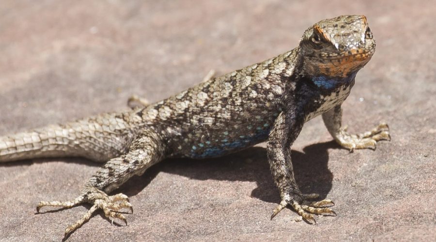 Leapin’ Lizards