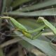 Praying Mantis