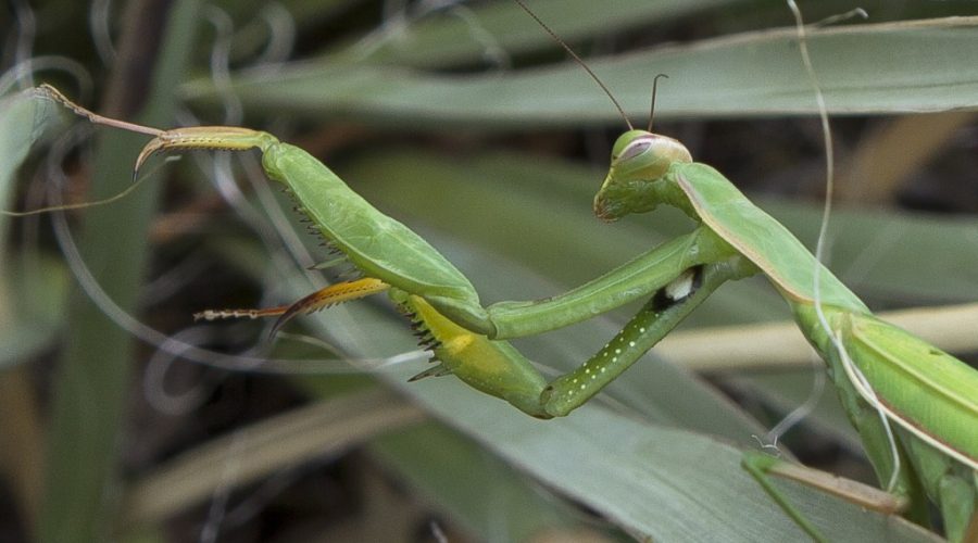 Praying Mantis