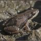 Amphibians of Boulder County:
