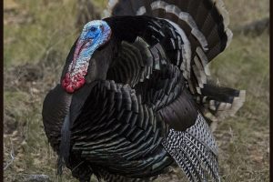 Wild Turkeys