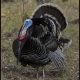 Wild Turkeys