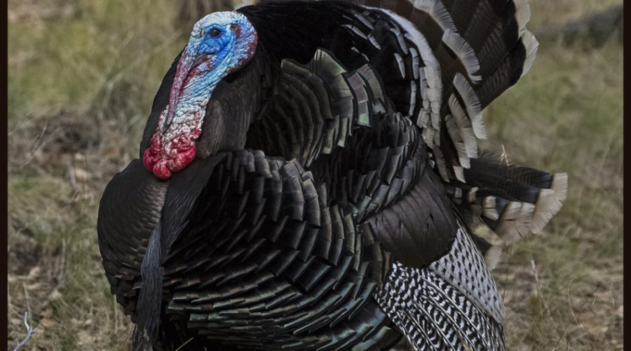Wild Turkeys
