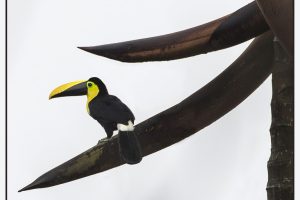 Ecuador II