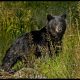 Black Bears