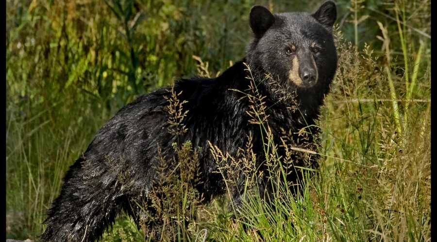 Black Bears
