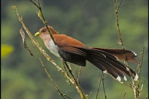 Ecuador III and final