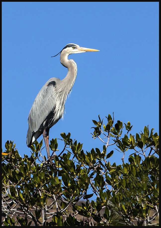 Mangroves G-b Heron King 8672 - Do It Yourself Nature Travel