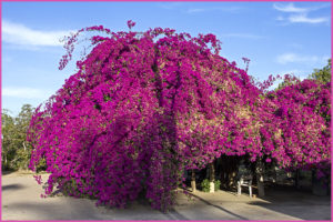 Baja California Sur, continued