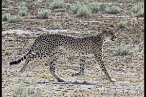 Botswana Safari: chapter 1, Kalahari Game Reserve