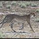 Botswana Safari: chapter 1, Kalahari Game Reserve