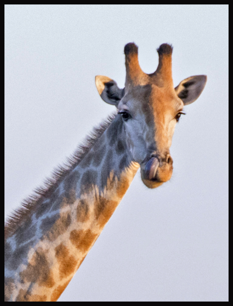 giraffe nose clean 3265 - Do It Yourself Nature Travel