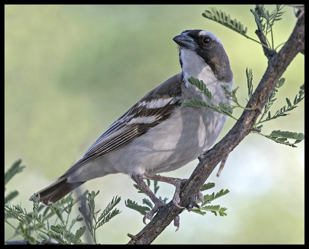 white-browed sparrow-weaver 2340 - Do It Yourself Nature Travel