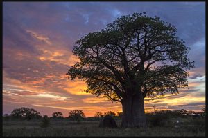 Botswana Safari: Chapter 3, Nxai Pan