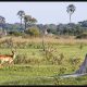 Botswana Safari: Chapter 4, Okavango Delta