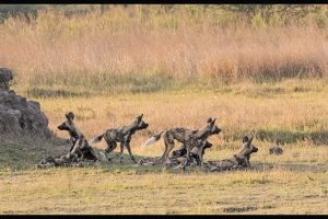 Botswana Safari: Chapter 5, Moremi