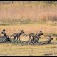 Botswana Safari: Chapter 5, Moremi