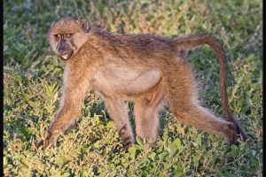 Botswana Safari, Chapter 8: Chobe