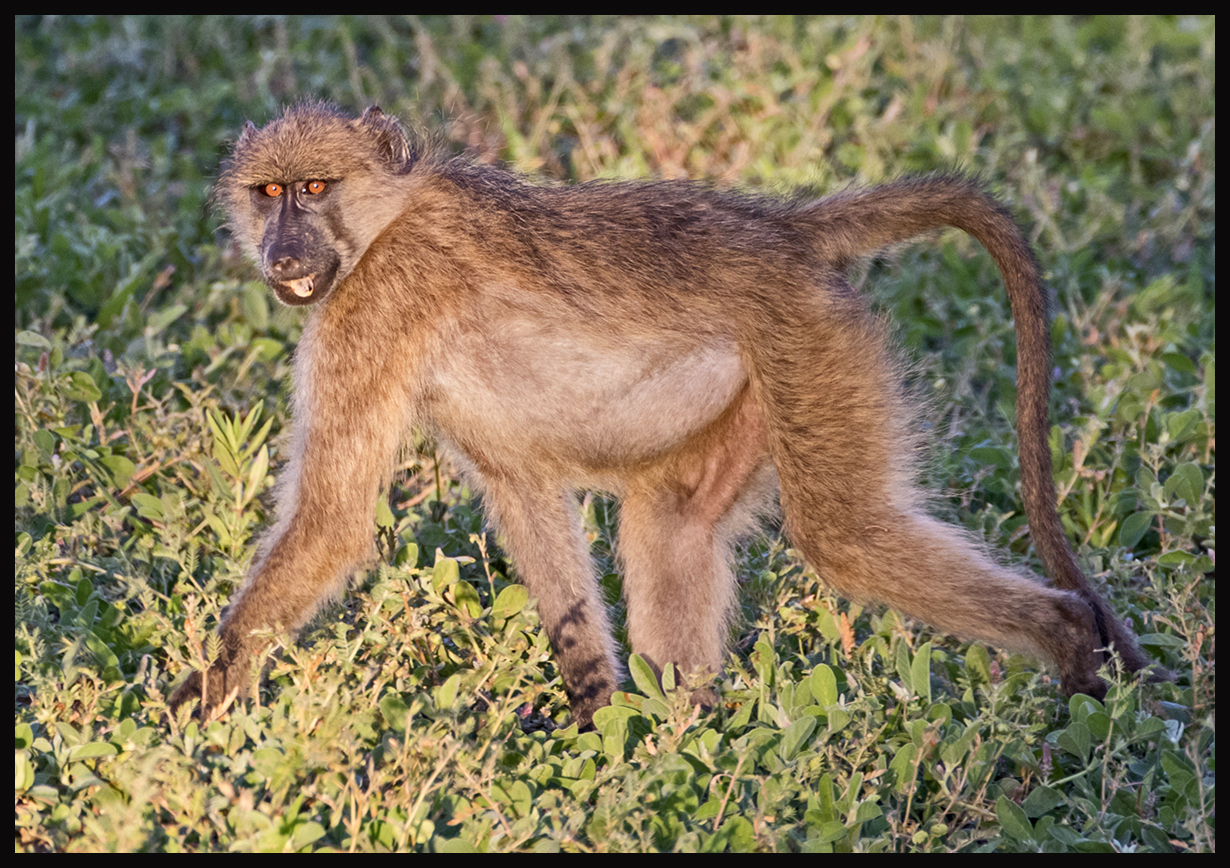 baboon 1652 - Do It Yourself Nature Travel