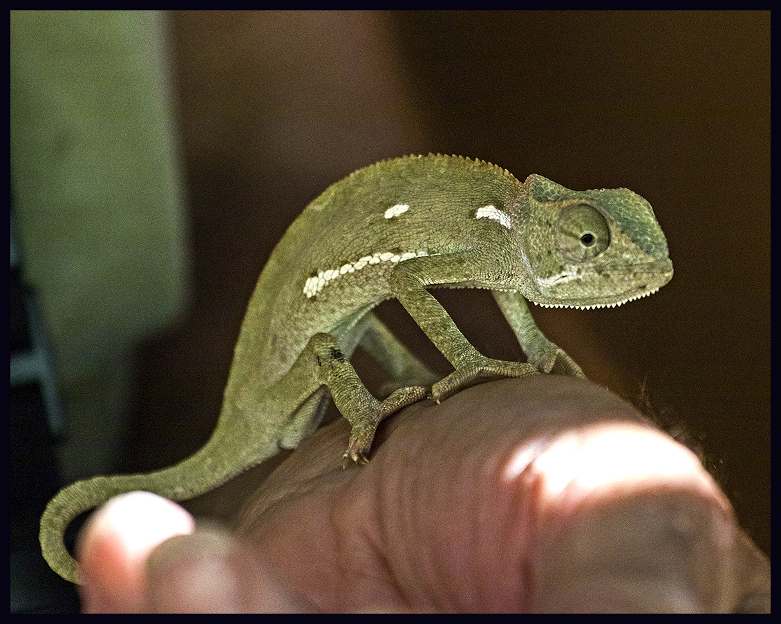 kasane flap-necked chameleon 2599 2 - Do It Yourself Nature Travel