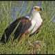 Botswana safari, Chapter 7: Khwai