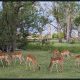 Botswana Safari: Chapter 6, Moremi cont’d