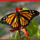 Monarch Butterflies