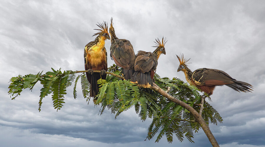 Ecuador’s Amazonia, Part 1