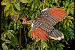 Ecuador’s Amazonia, Part 1