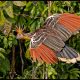 Ecuador’s Amazonia, Part 1