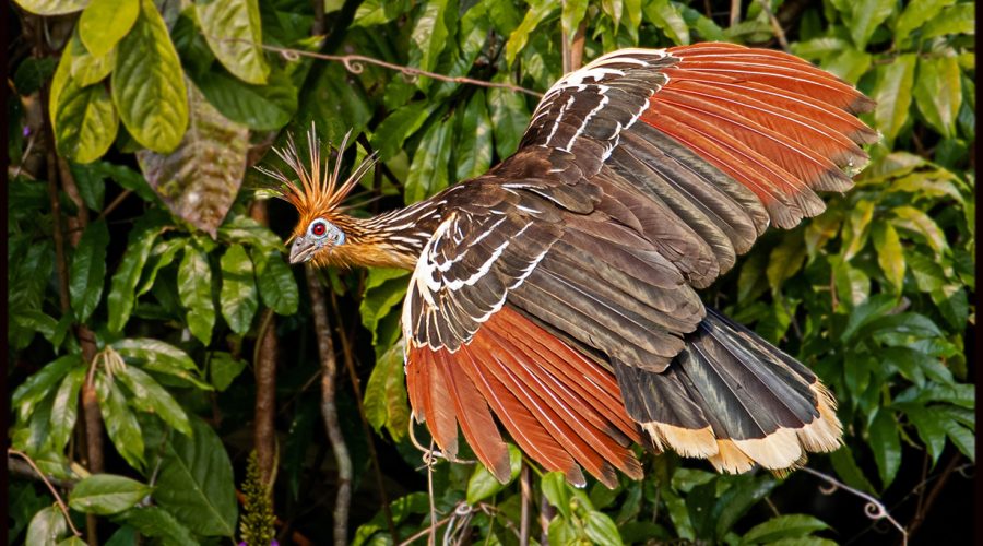 Ecuador’s Amazonia, Part 1