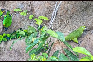 Ecuador’s Amazonia, Part 2