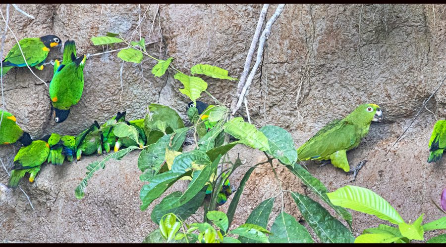 Ecuador’s Amazonia, Part 2