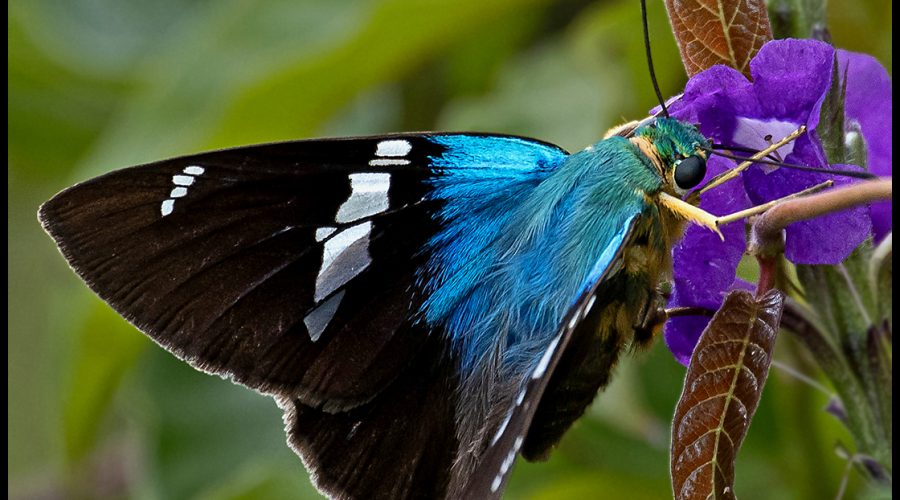 Ecuador Finale, Chapter 6