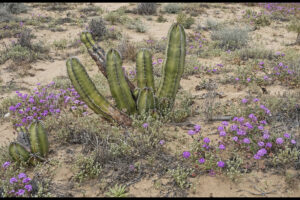 Baja California: Otra Vez, Final